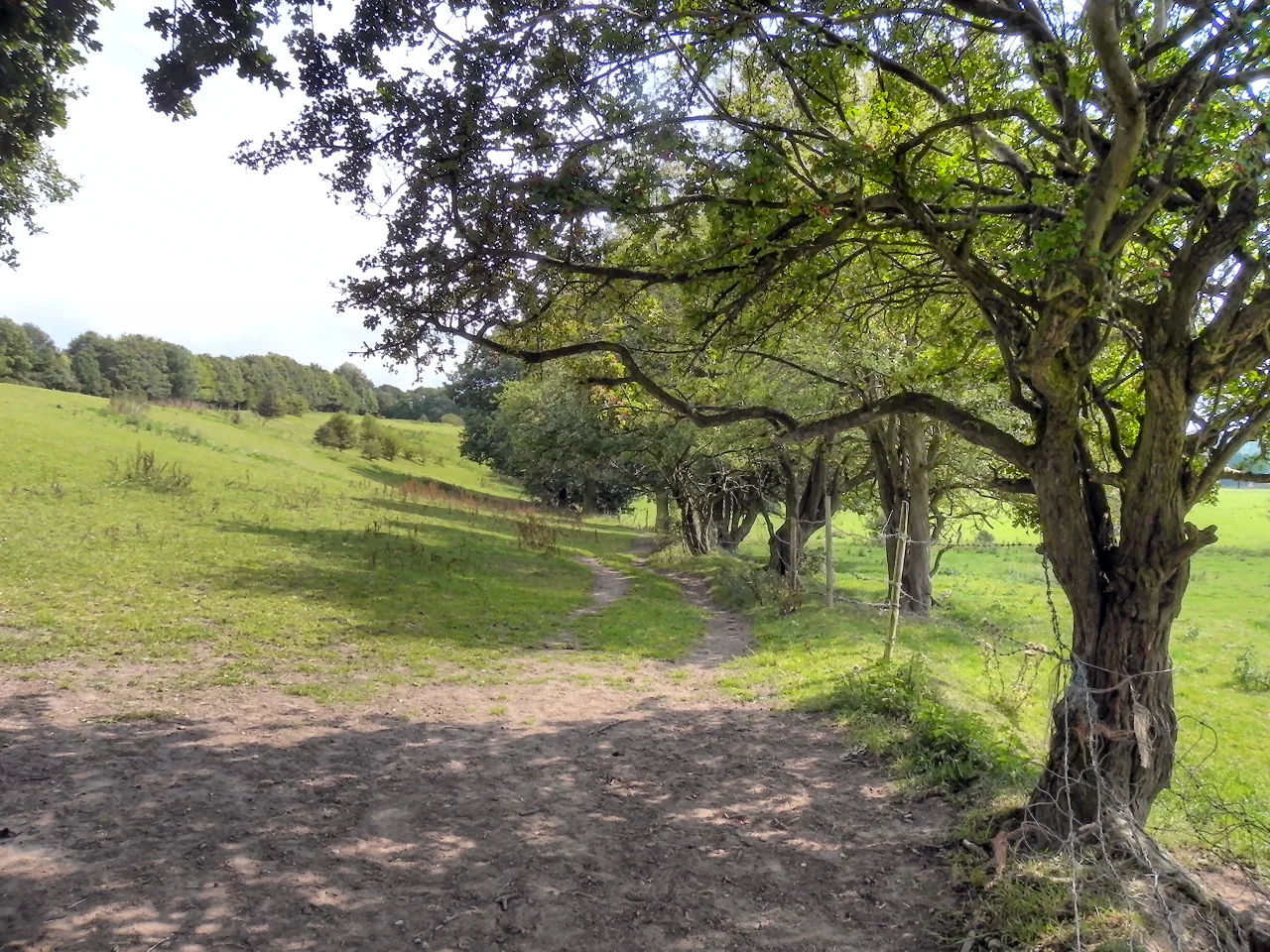 Meadow and tree belt on the path to the Goyt Valley at Lower Bredbury
